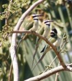 /album/photo-gallery-homepage/white-throated-bee-eaters-jpg/